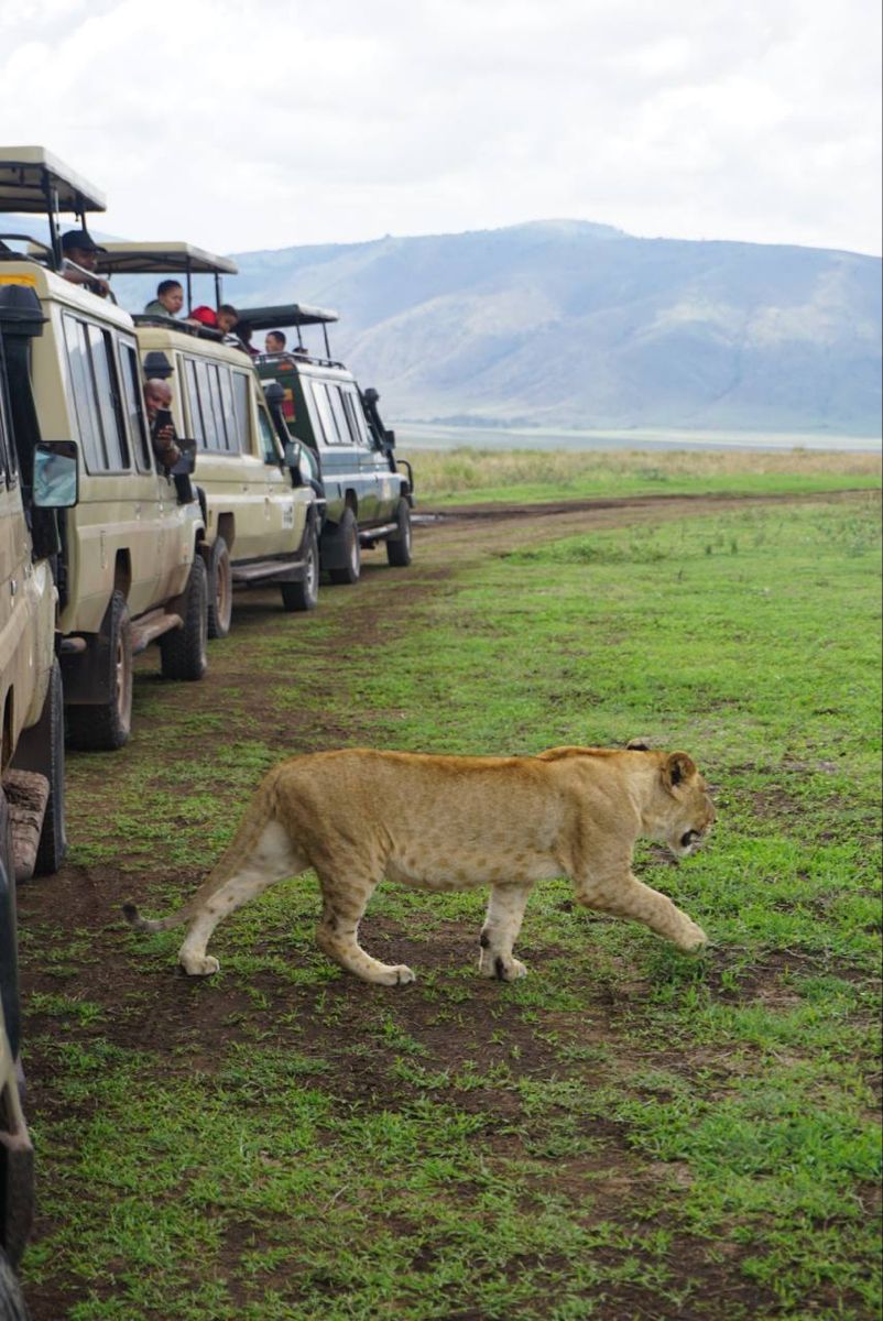 A lion walking beside a line of safari vehicles in the Ngorongoro Conservation Area