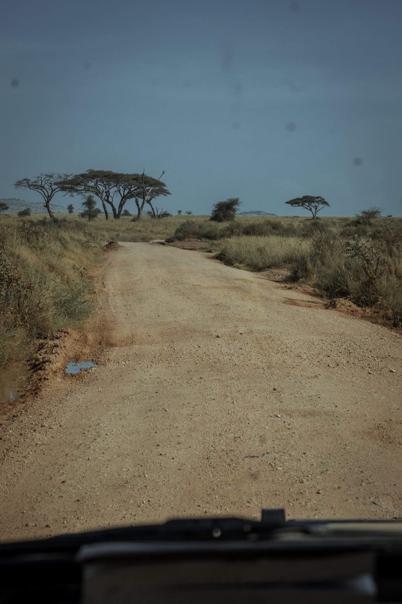 Wild dogs on a Tanzania game drive