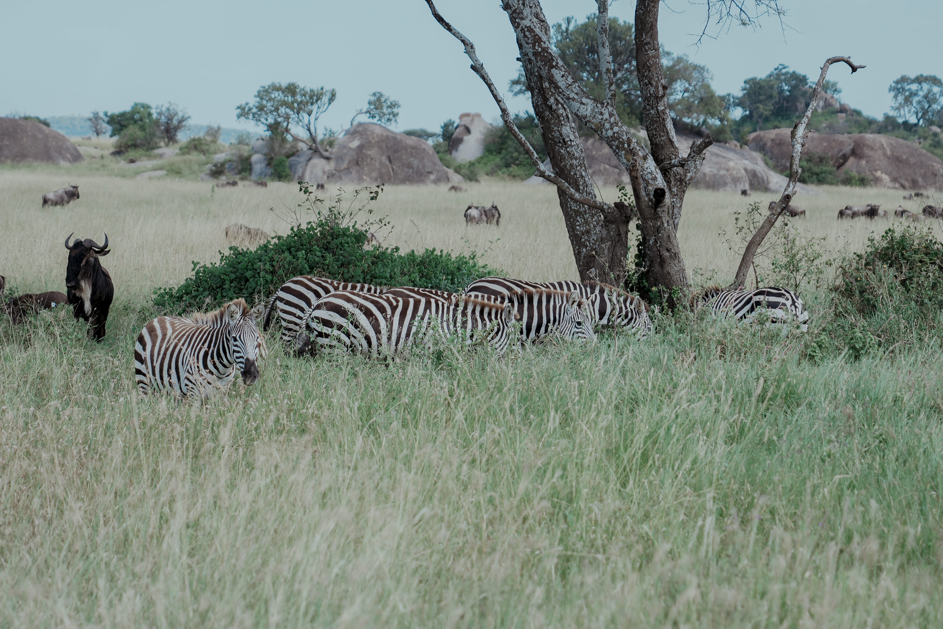 Zebras and wildebeest grazing among the kopjes