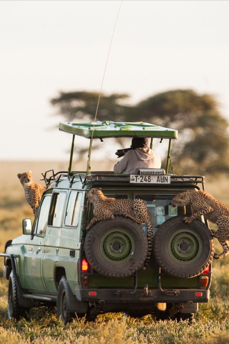 Cheetahs perched on a safari vehicle in the Serengeti