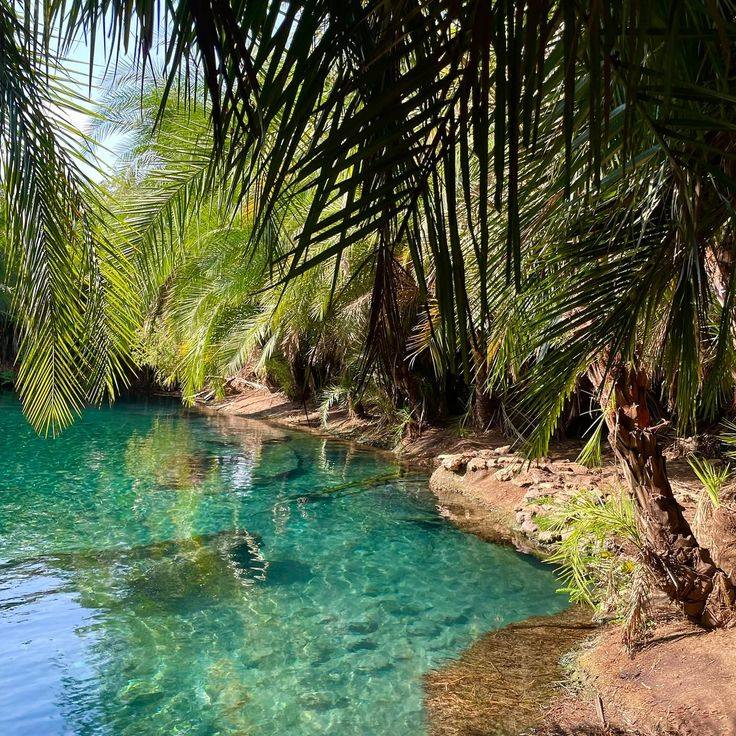 Kikuletwa palms oasis retreat