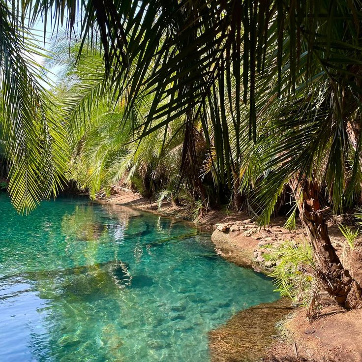 Kikuletwa palms oasis retreat