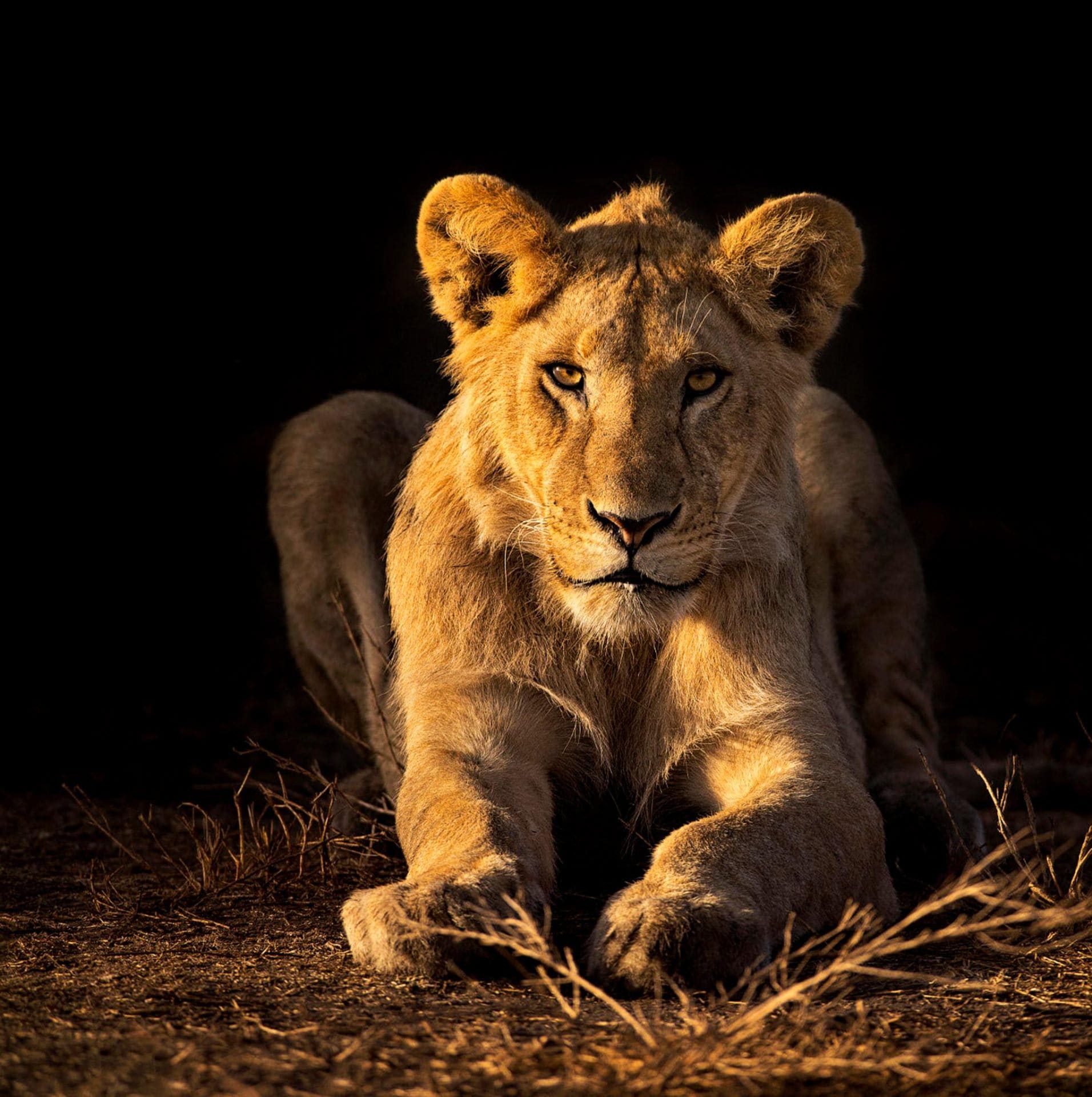 Lion in golden light