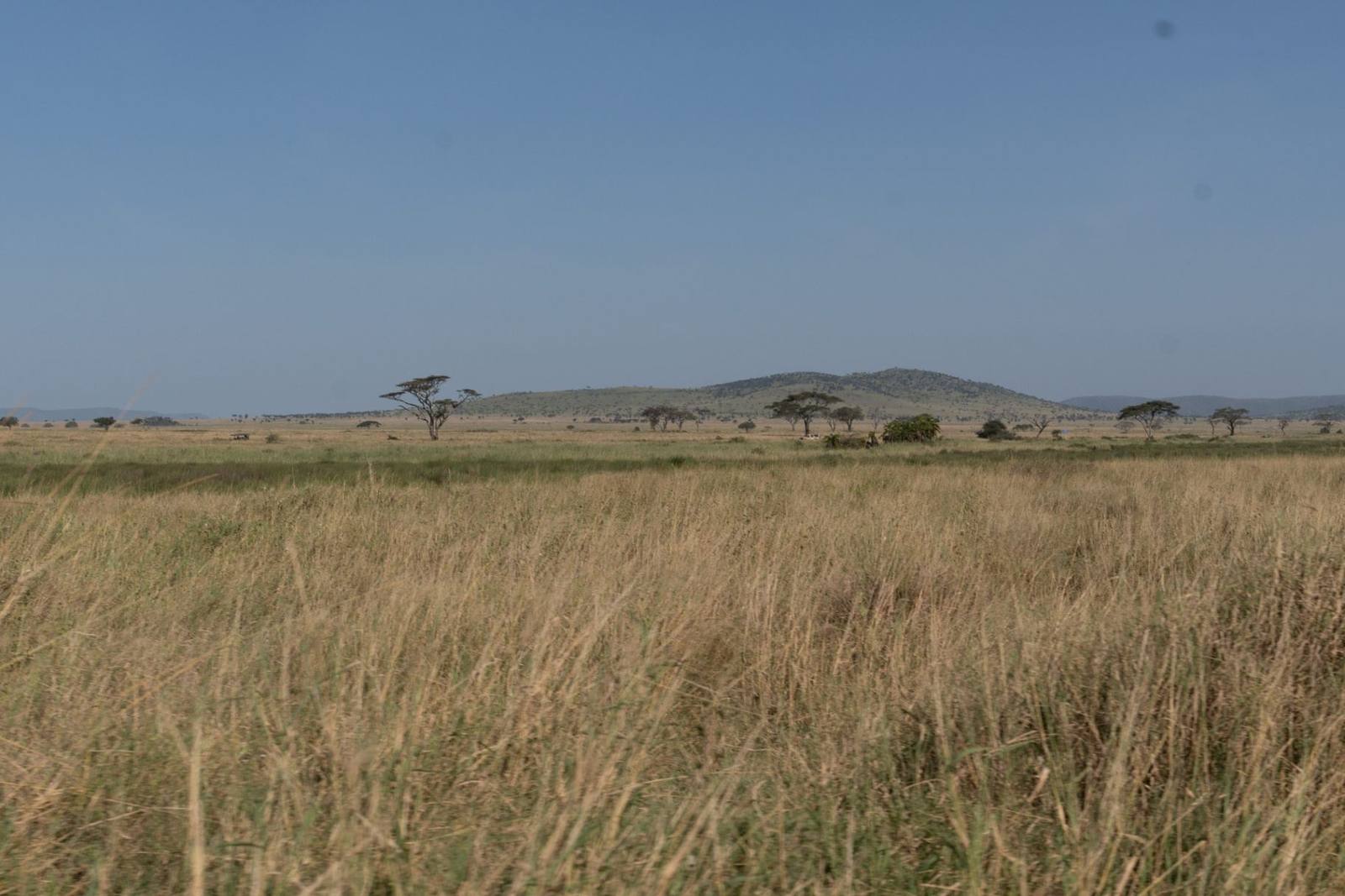 The Plains