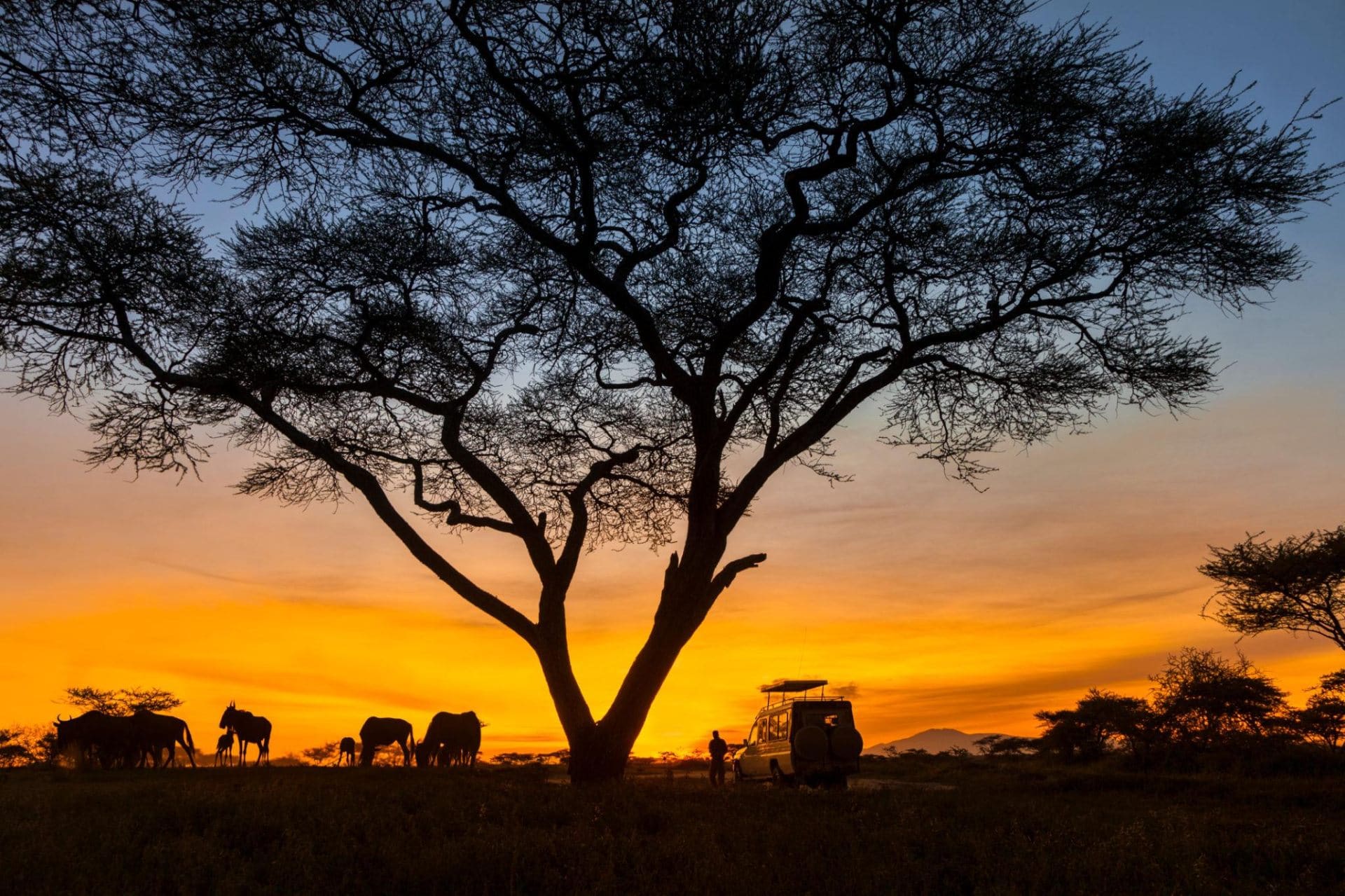 Acacia tree at sunset on safari