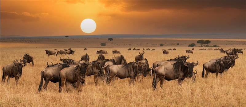 Serengeti at sunrise