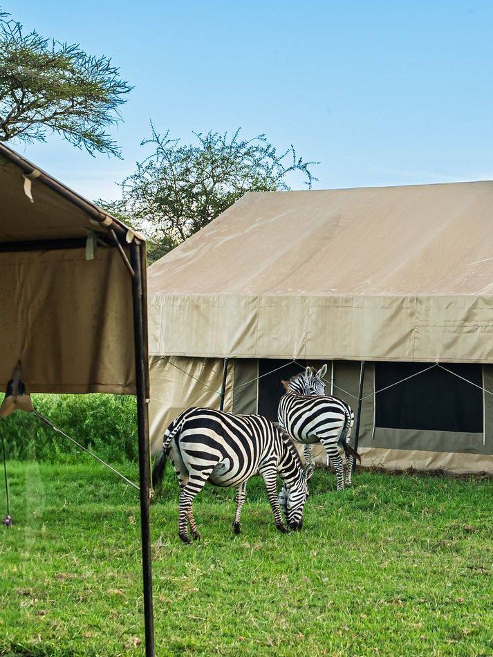 Zebras grazing beside a Serengeti tented camp