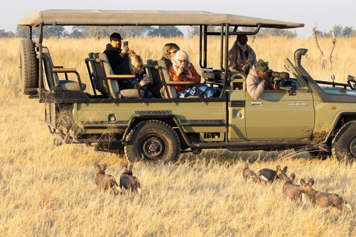 Wild dogs on a game drive